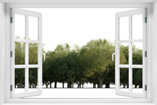 Fototapeta Naklejka Na Ścianę Okno 3D -  isolated deciduous tree, best use for background