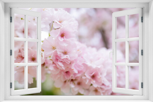 Fototapeta Naklejka Na Ścianę Okno 3D - Beautiful sakura flowers in the spring season in the park, flora pattern texture, natural flower background. Selective focus of beautiful branches pink cherry. Spring background 