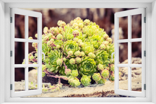 Fototapeta Naklejka Na Ścianę Okno 3D - Garden plant