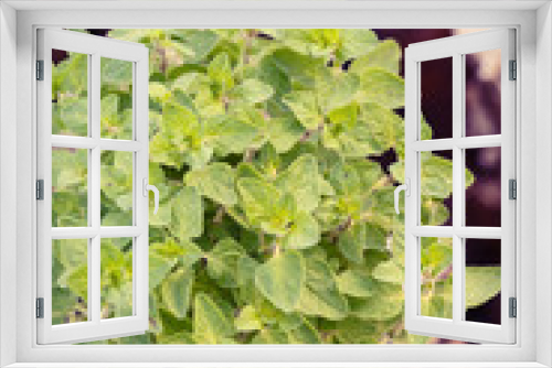 Fototapeta Naklejka Na Ścianę Okno 3D - Garden plant