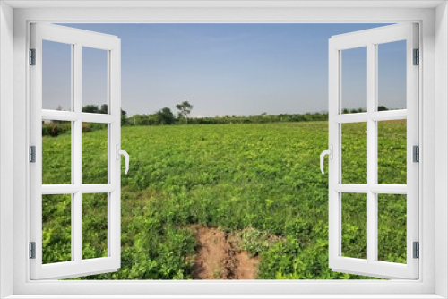 Fototapeta Naklejka Na Ścianę Okno 3D - Amidst rural India, a captivating scene unfurls—a boundless, rolling expanse of vibrant emerald peanut fields that extend beyond sight.