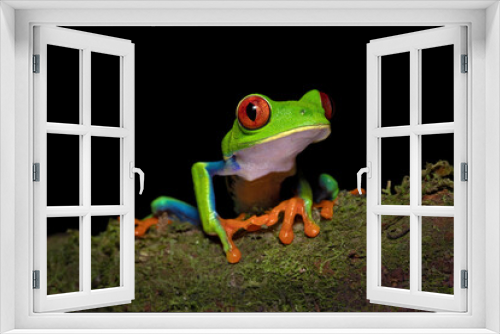 Fototapeta Naklejka Na Ścianę Okno 3D - Agalychnis callidryas, commonly known as the red-eyed tree frog, is a species of frog in the subfamily Phyllomedusinae. It is native to forests from Central America