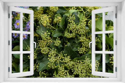Fototapeta Naklejka Na Ścianę Okno 3D - Seasonal autumnal flowers