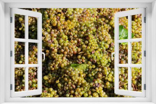 Fototapeta Naklejka Na Ścianę Okno 3D - Weintrauben nac h der Lese, grapes