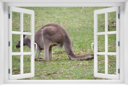 Fototapeta Naklejka Na Ścianę Okno 3D - r; white fur; black nose; strong legs; long tail; friendly; brown eyes; brown; white; young; cute, mammal, outdoors.Male red kangaroos have red-brown fur. 