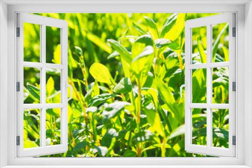 Fototapeta Naklejka Na Ścianę Okno 3D - Bright green grass in sun. Green grass close-up. Sunny glade.