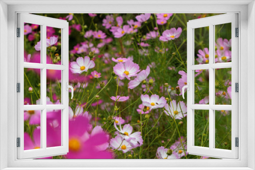 Fototapeta Naklejka Na Ścianę Okno 3D - 秋風に揺れる野原に咲くコスモス