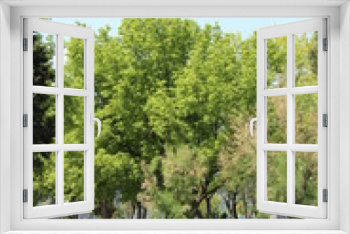 Fototapeta Naklejka Na Ścianę Okno 3D - Spring Trees