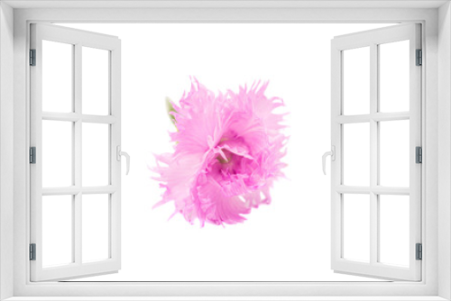 Fototapeta Naklejka Na Ścianę Okno 3D - pink carnation