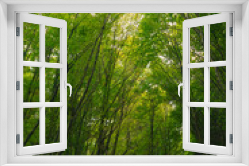 Fototapeta Naklejka Na Ścianę Okno 3D - Lush green forest vertical view. Carbon neutrality concept background