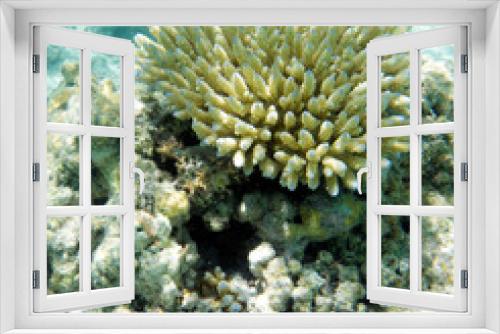 Fototapeta Naklejka Na Ścianę Okno 3D - View of coral reef