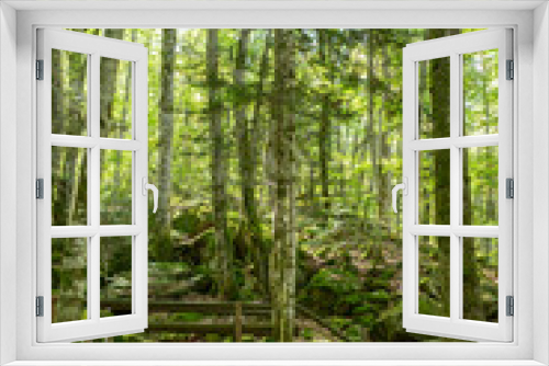 Fototapeta Naklejka Na Ścianę Okno 3D - Forests in the Orlu National Wildlife Reserve, in Ariège, the Maison des Loups in France