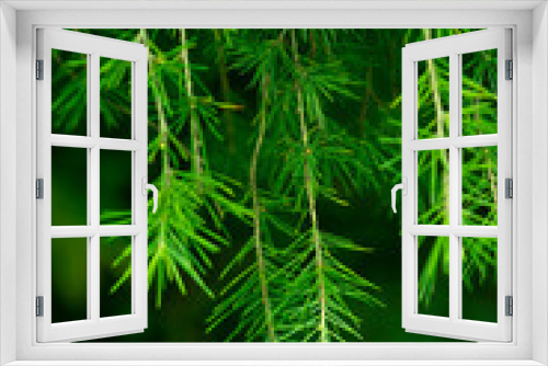 Fototapeta Naklejka Na Ścianę Okno 3D - Full frame shot of fresh green plants