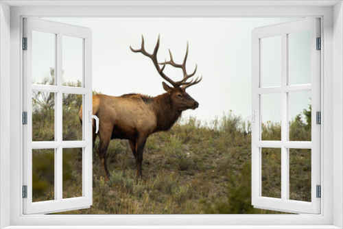 Fototapeta Naklejka Na Ścianę Okno 3D - Bull Elk during the Rut