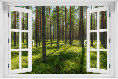 Fototapeta Naklejka Na Ścianę Okno 3D - Summer view from a beautiful sparse pine forest in Sweden