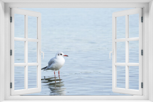 Fototapeta Naklejka Na Ścianę Okno 3D - white seagull is standing in shallow water