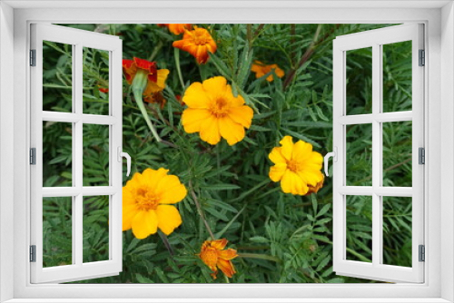 Fototapeta Naklejka Na Ścianę Okno 3D - Group of three amber yellow flowers of Tagetes patula in mid July