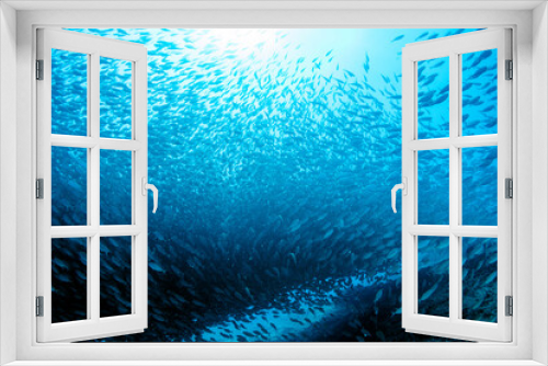 Fototapeta Naklejka Na Ścianę Okno 3D - inside a giant sardines school of fish bait ball while diving cortez sea