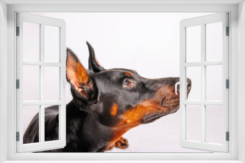 Fototapeta Naklejka Na Ścianę Okno 3D - Portrait of a purebred doberman dog on a studio background	