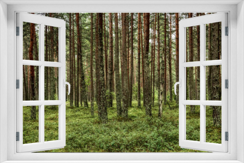 Fototapeta Naklejka Na Ścianę Okno 3D - Dark pine forest