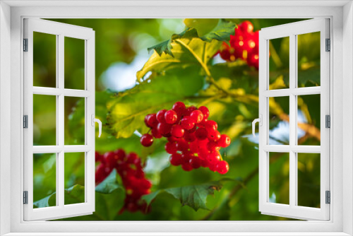 Fototapeta Naklejka Na Ścianę Okno 3D - Bunches of viburnum close up, sunlight, juicy berries red viburnum are source of vitamins 