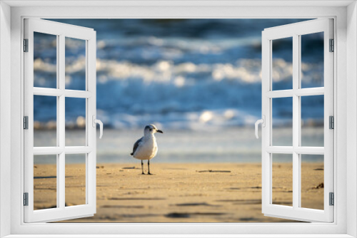 Fototapeta Naklejka Na Ścianę Okno 3D - Seagull on the beach in the morning.