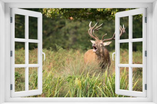 Fototapeta Naklejka Na Ścianę Okno 3D - Red Deer Bellowing During the Rut