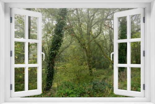 Fototapeta Naklejka Na Ścianę Okno 3D - Nach Nebel und Dunst, Bäume im Oktober, grüne Stimmung