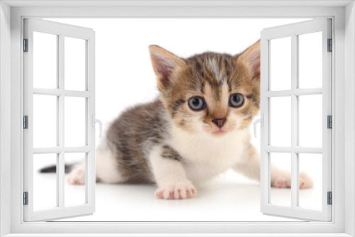 Fototapeta Naklejka Na Ścianę Okno 3D - Kitten on white background.