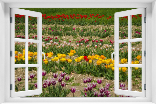 Fototapeta Naklejka Na Ścianę Okno 3D - View of a spring park with colored tulips