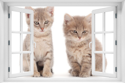 Fototapeta Naklejka Na Ścianę Okno 3D - Two small gray kitten.