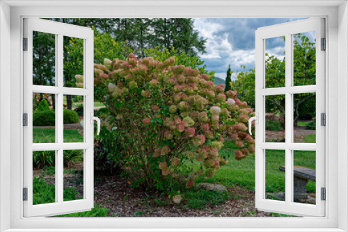 Fototapeta Naklejka Na Ścianę Okno 3D - Hydrangea bush turning colors