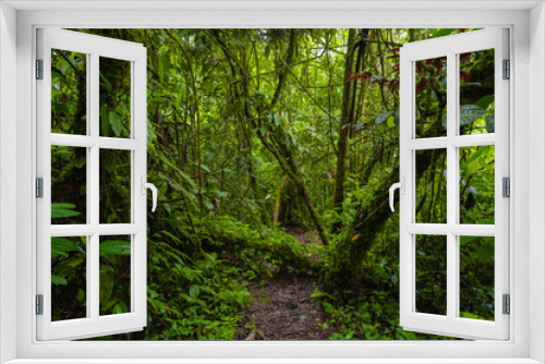 Fototapeta Naklejka Na Ścianę Okno 3D - Green Amazon, natural forests and trails