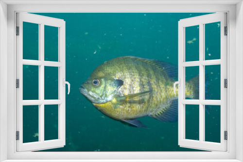 Fototapeta Naklejka Na Ścianę Okno 3D - Bluegill swimming in a lake