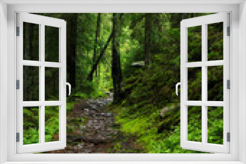 Fototapeta Naklejka Na Ścianę Okno 3D - Mysterious forest path