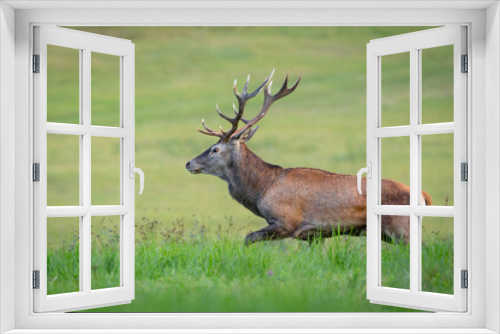 Fototapeta Naklejka Na Ścianę Okno 3D - Red Deer (Cervus elaphus) walking on the meadow