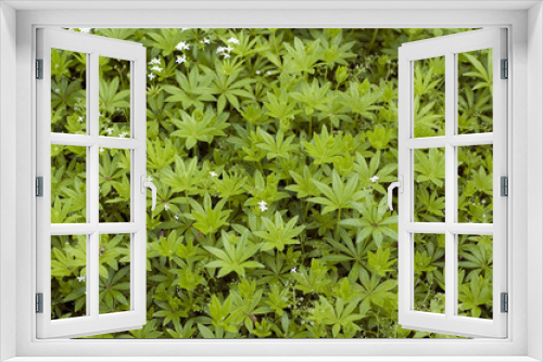 Fototapeta Naklejka Na Ścianę Okno 3D - Waldmeister; Galium odoratum; Waldmeisterblueten,