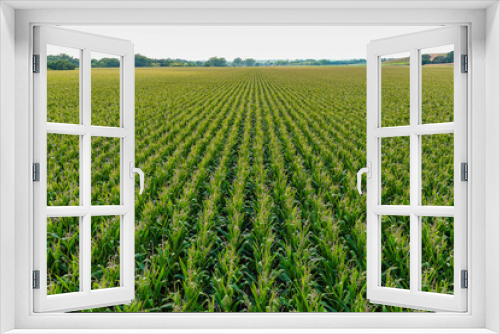 Fototapeta Naklejka Na Ścianę Okno 3D - Corn Field