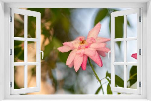 Fototapeta Naklejka Na Ścianę Okno 3D - pink rose in a garden