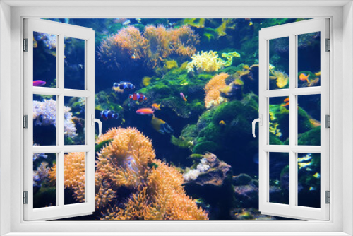 Fototapeta Naklejka Na Ścianę Okno 3D - The marine life of tropical fish. Tropical fish reef marine Colourful tropical coral reefs. Underwater Sea Tropical Life. Underwater sea fish. Underwater aquarium with sea fish.