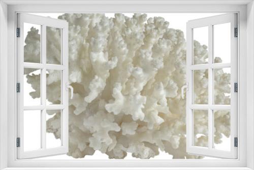 Fototapeta Naklejka Na Ścianę Okno 3D - White Spiny Coral Ocean Specimen. isolated on a transparent background