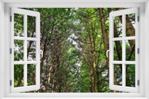 Fototapeta Naklejka Na Ścianę Okno 3D - 
It is a cypress forest.