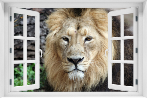 Fototapeta Naklejka Na Ścianę Okno 3D - Sad lion looking in portrait