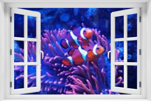 Fototapeta Naklejka Na Ścianę Okno 3D - Nemo