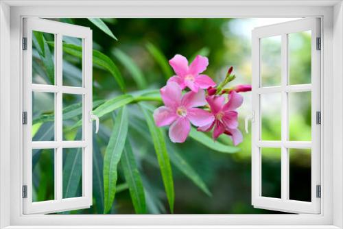 Fototapeta Naklejka Na Ścianę Okno 3D - pink orchid flower