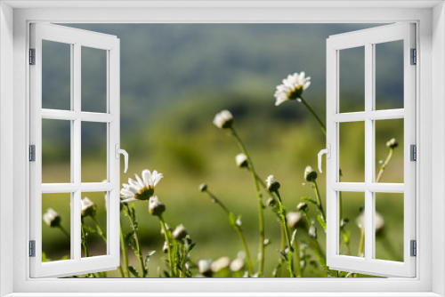 Fototapeta Naklejka Na Ścianę Okno 3D - daisies