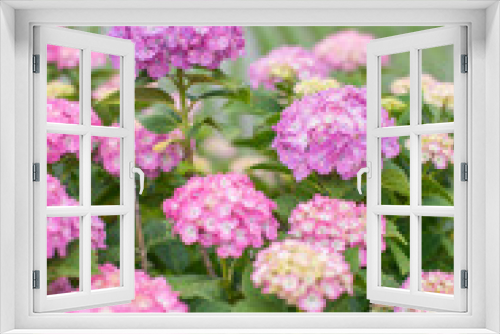 Fototapeta Naklejka Na Ścianę Okno 3D - 満開の紫陽花
