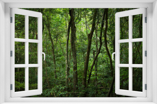 Fototapeta Naklejka Na Ścianę Okno 3D - やんばるの森林