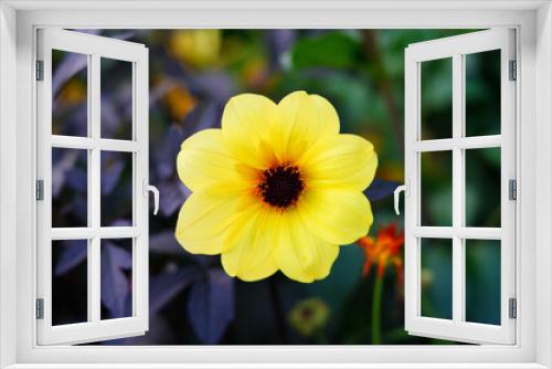 Fototapeta Naklejka Na Ścianę Okno 3D - View of a yellow dahlia flower with bronze foliage growing in the fall garden