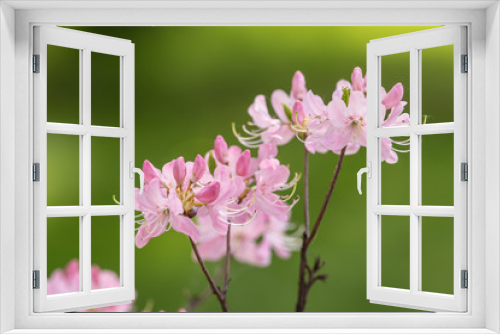 Fototapeta Naklejka Na Ścianę Okno 3D - pink spring